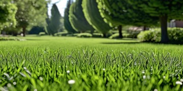 物业为什么总是除草?